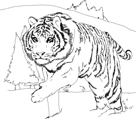 malowanki tygrysy do druku online 1
