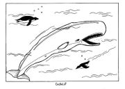 kolorowanki wieloryby do druku 