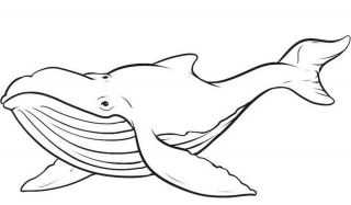 kolorowanki wieloryby do druku online 1