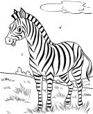 malowanki zebry do druku online 1