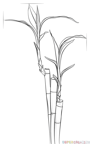 jak narysować bambusa krok 8