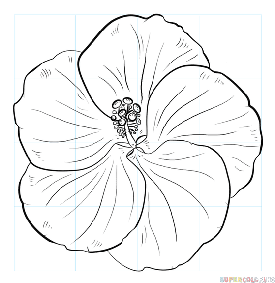 jak narysować kwiat hibiskusa