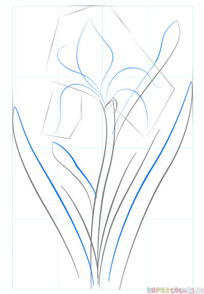 jak narysować kwiat irysu krok 3