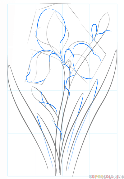jak narysować kwiat irysu krok 4