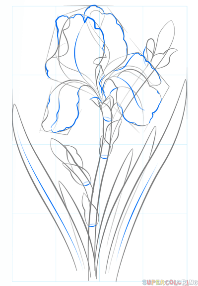 jak narysować kwiat irysu krok 6