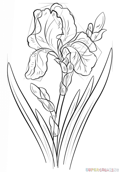 jak narysować kwiat irysu krok 7