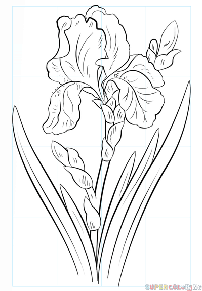 jak narysować kwiat irysu krok 8