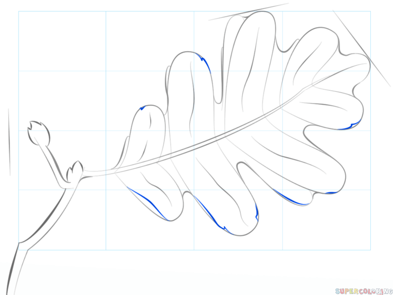 jak narysować liść dębu krok 6