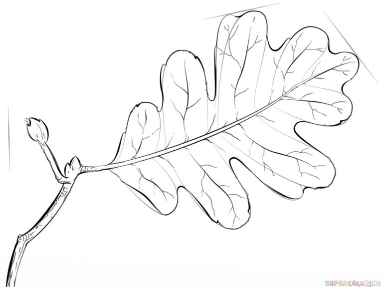 jak narysować liść dębu krok 7