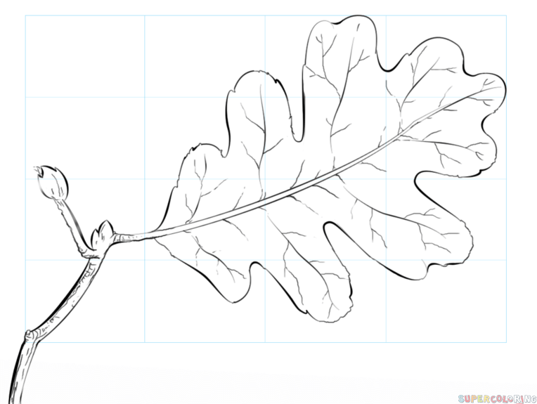 jak narysować liść dębu