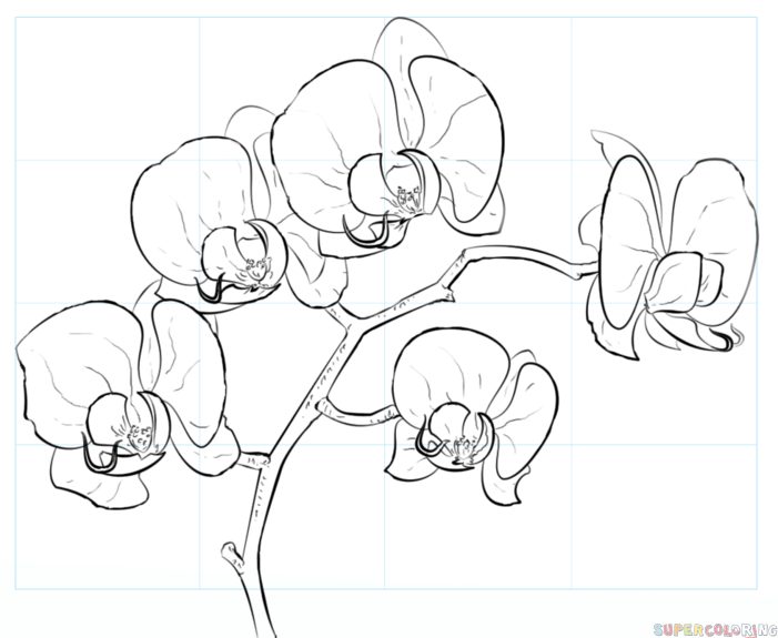 jak narysować orchidee krok 10