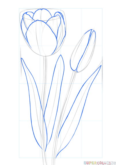 jak narysować tulipana krok 4