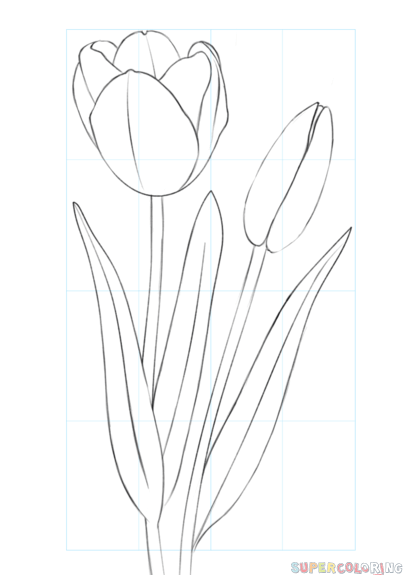 jak narysować tulipana