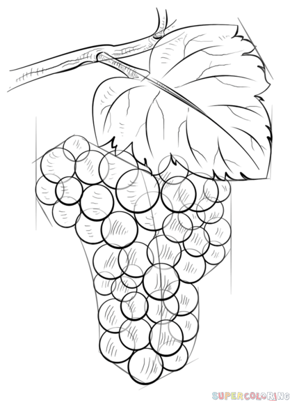 jak narysować winogrona krok 8