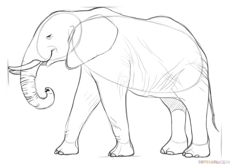 jak narysować afrykańskiego słonia krok 6