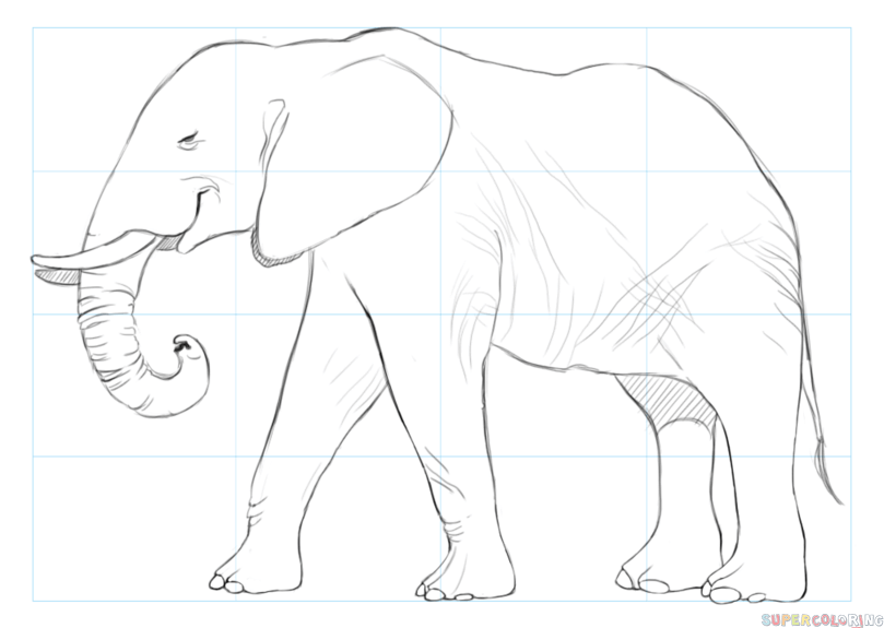 jak narysować afrykańskiego słonia krok 7