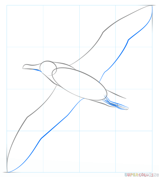 jak narysować albatrosa krok 4