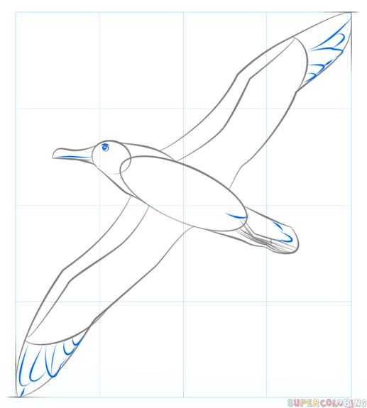 jak narysować albatrosa krok 6