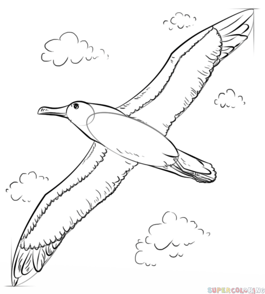 jak narysować albatrosa krok 7
