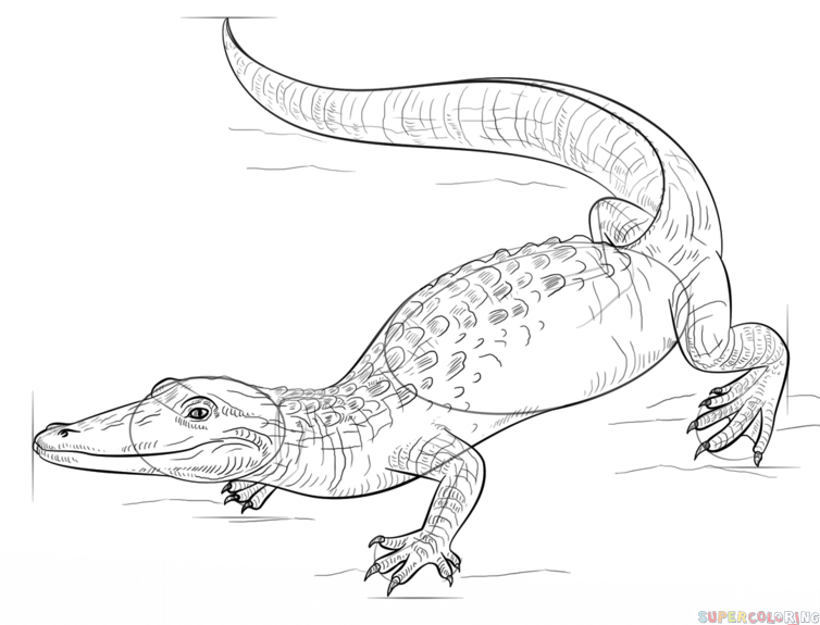 jak narysować aligatora krok 8