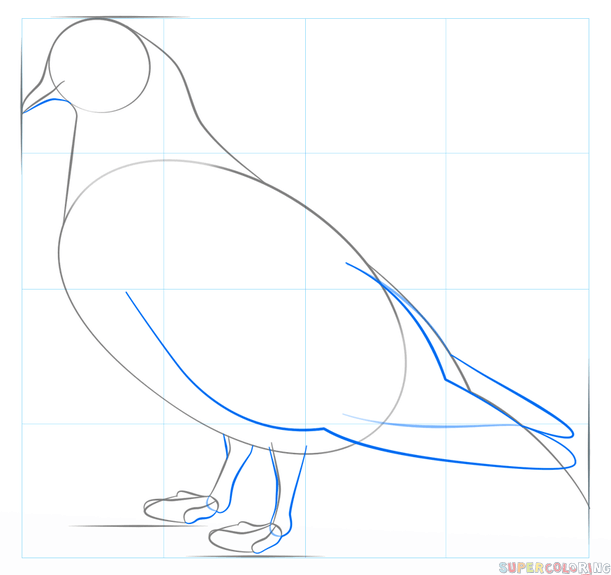 jak narysować gołębia krok 4