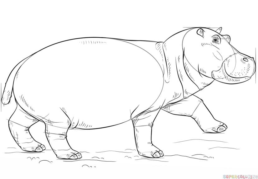 jak narysować hipopotama krok 8