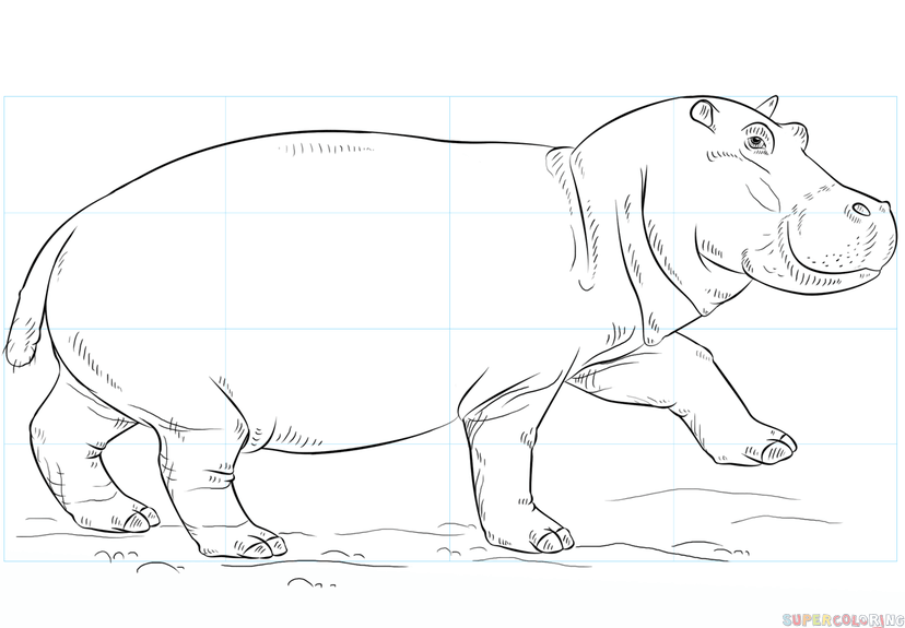 jak narysować hipopotama