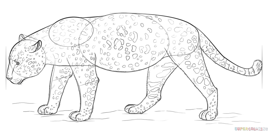 jak narysować jaguara krok 7