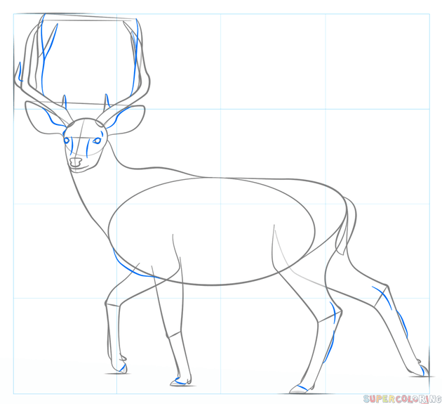 jak narysować jelenia krok 6