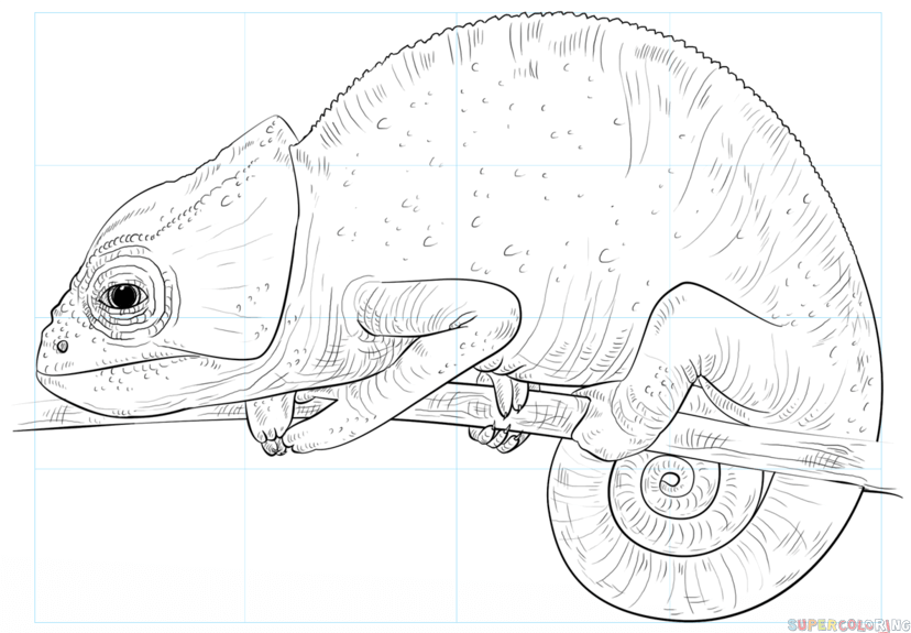 jak narysować kameleona