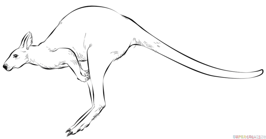 jak narysować kangura krok 6