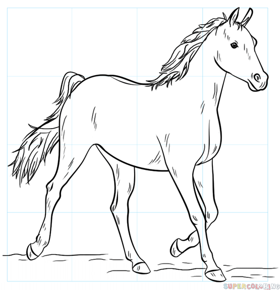 jak narysować konia arabskiego
