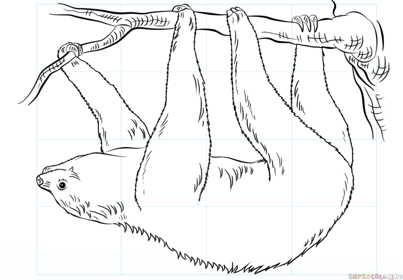 jak narysować leniwca