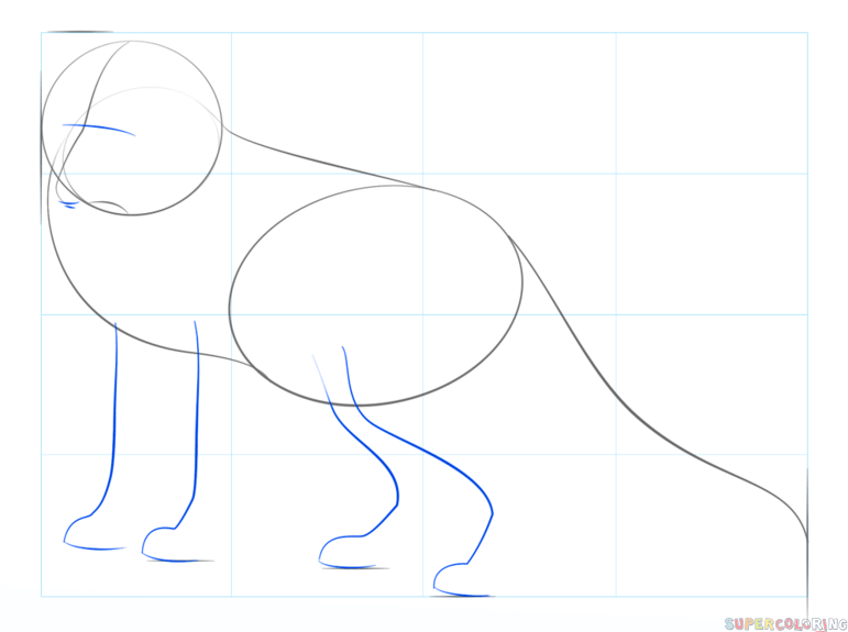 jak narysować lisa arktycznego krok 3