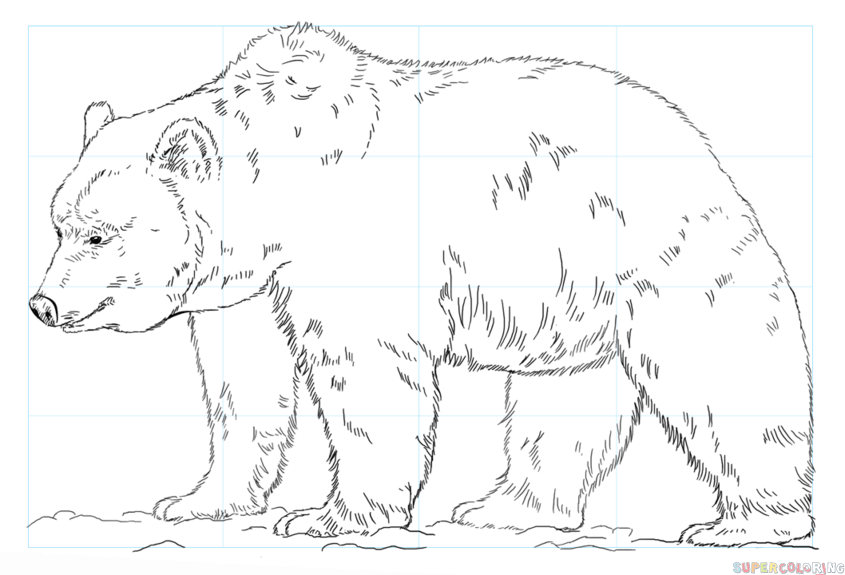 jak narysować misia grizzly krok 9