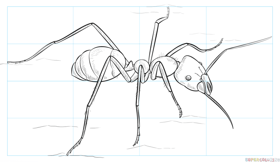 jak narysować mrówkę krok 9