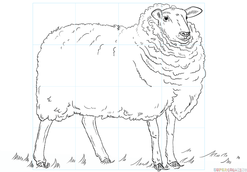 jak narysować owcę