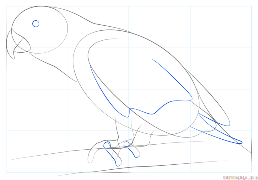 jak narysować papugę krok 5
