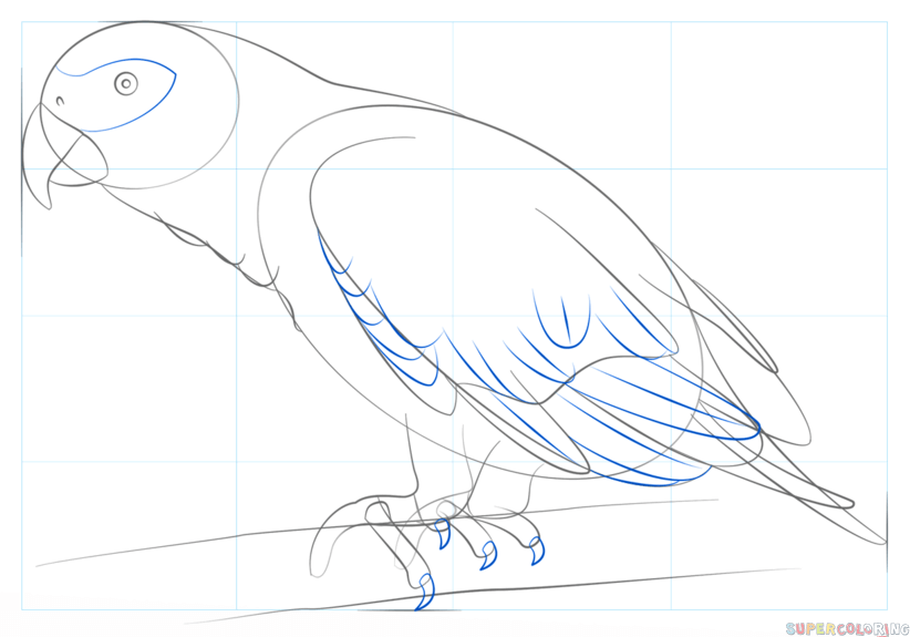 jak narysować papugę krok 7