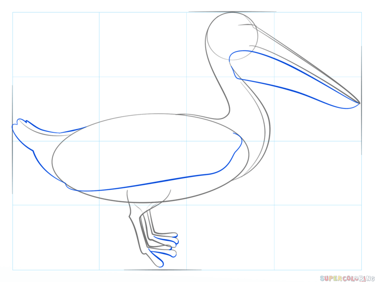 jak narysować pelikana krok 5