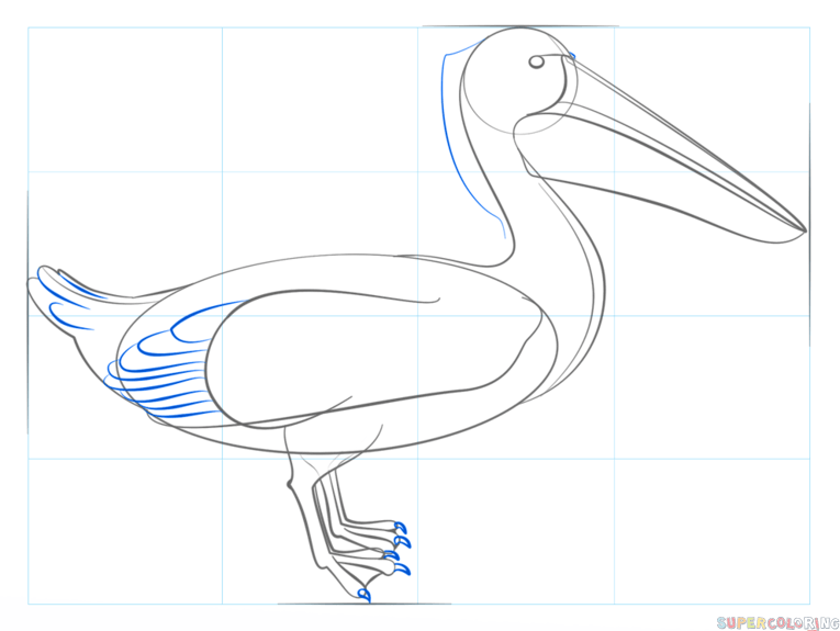 jak narysować pelikana krok 7