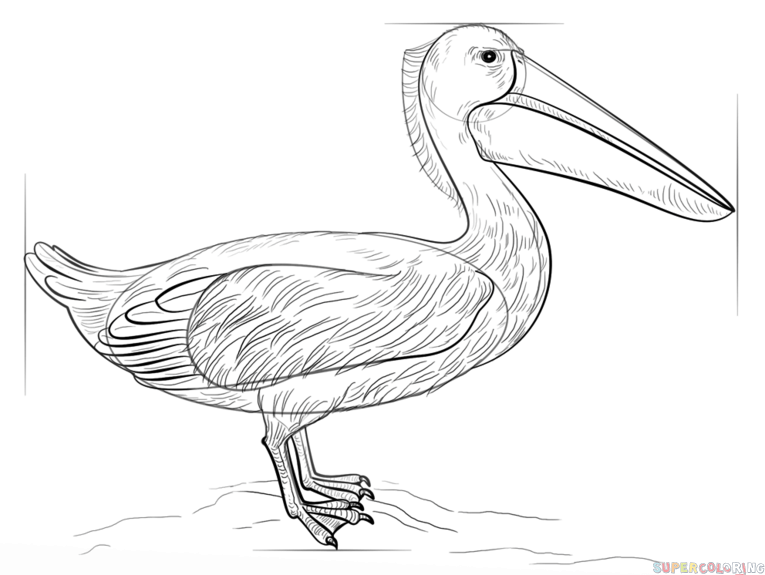 jak narysować pelikana krok 8