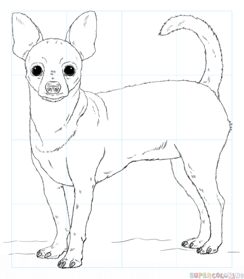 jak narysować psa chihuahua krok 8
