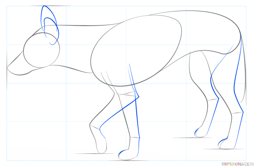 jak narysować psa dingo krok 4