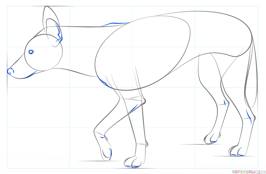 jak narysować psa dingo krok 6
