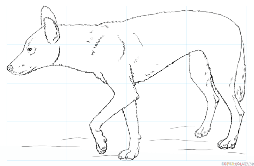 jak narysować psa dingo