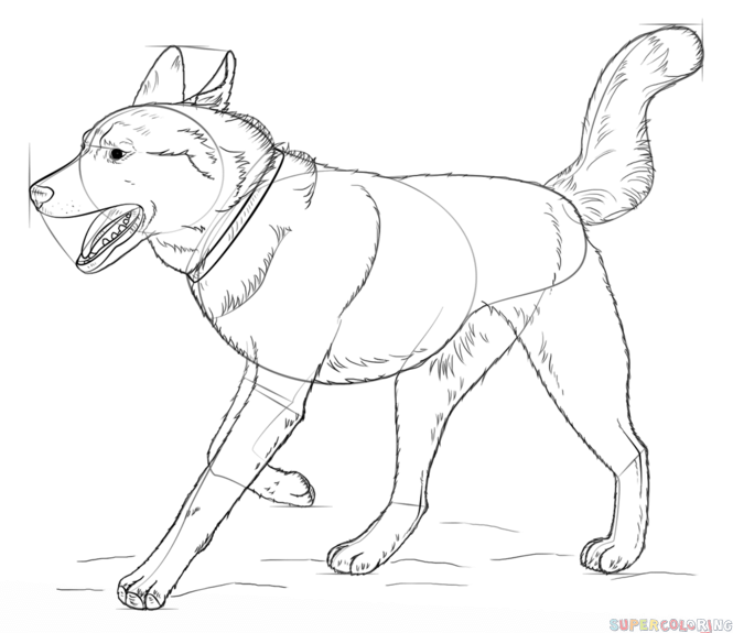 jak narysować psa husky krok 8