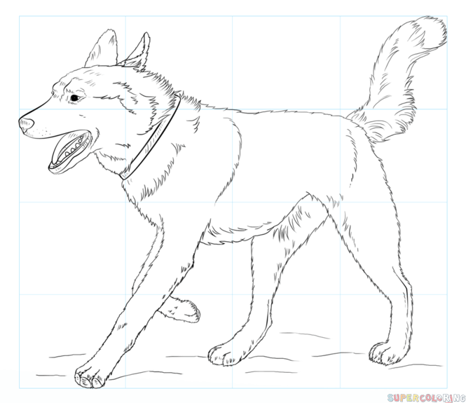jak narysować psa husky krok 9