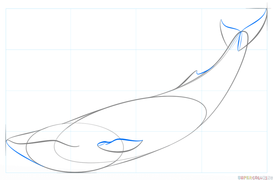 jak narysować płetwala błękitnego krok 4