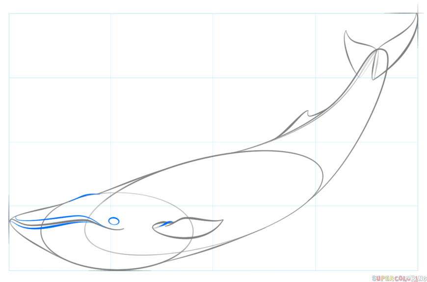 jak narysować płetwala błękitnego krok 5